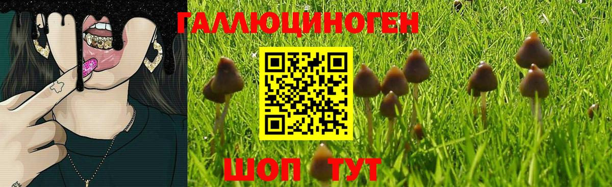 Псилоцибиновые грибы Сибай